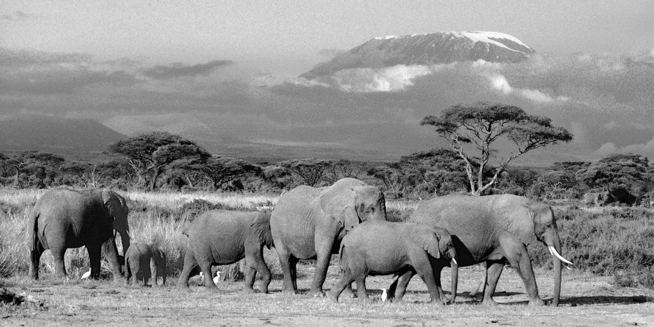 Expo photo « Les grands animaux d’Afrique dans leur milieu naturel » par Michel Poussier